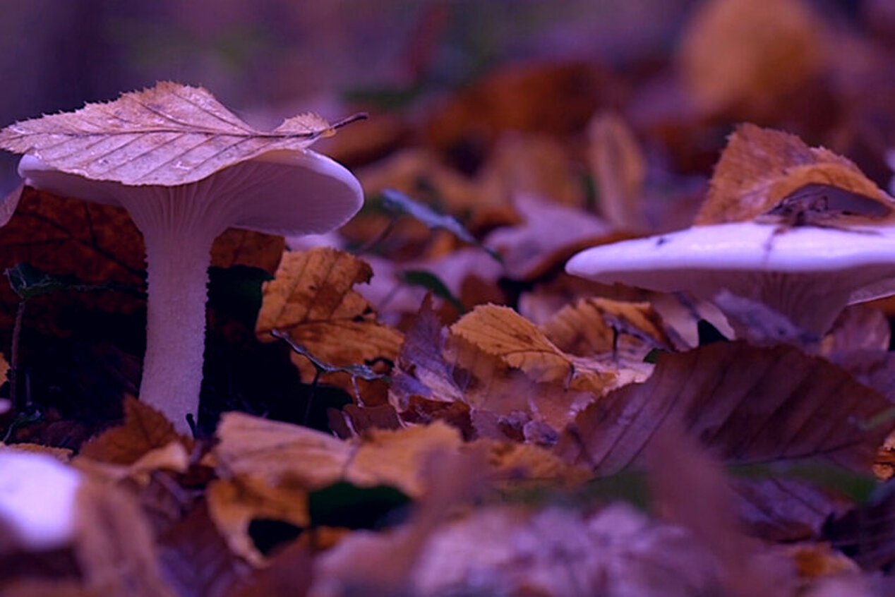 Two mushrooms surrounded by foliage