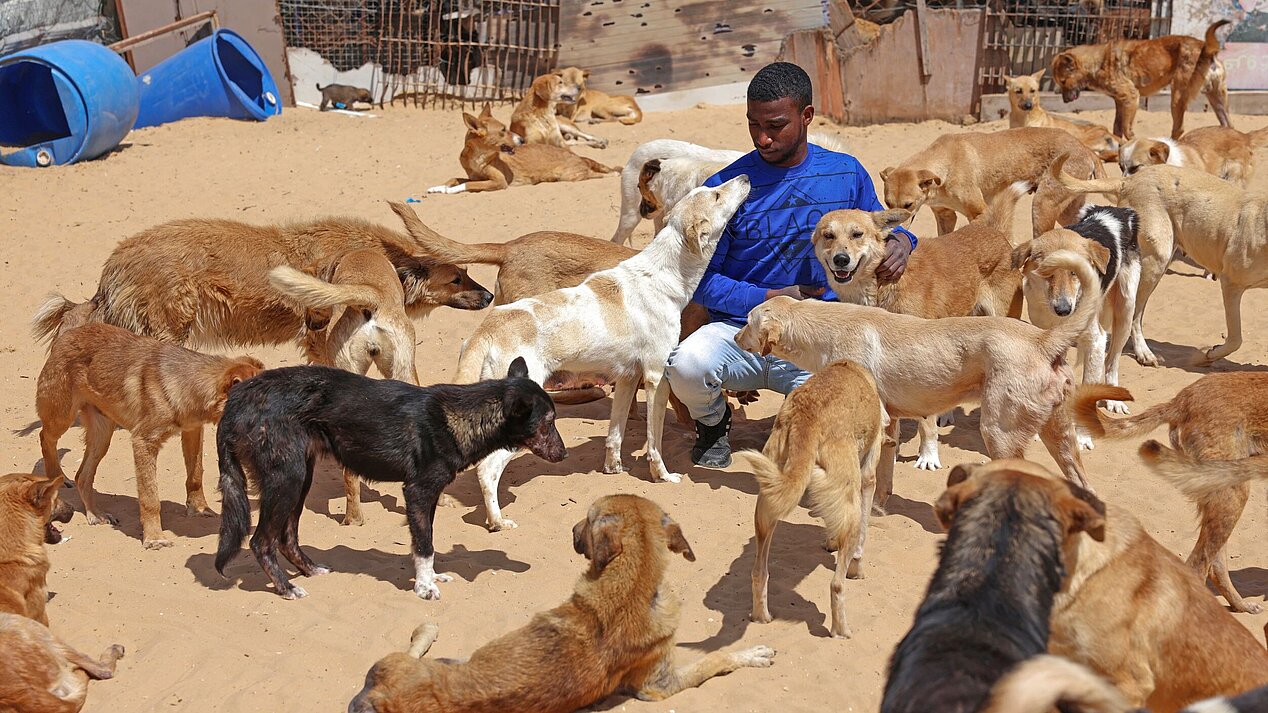 Mubarak with a group of dogs from the pet rescue center. Photograph: Anas Baba