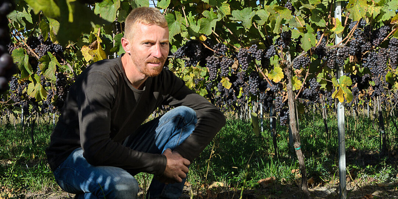 Former ifa cultural assistant Josef Sporrer between his grapevines in northern Romania